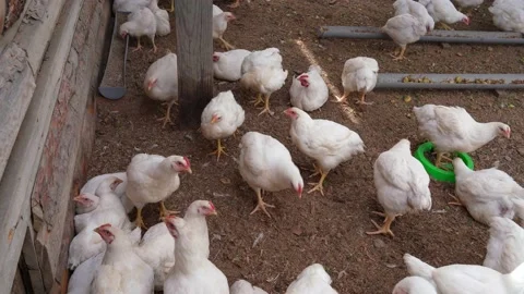 Breeding broiler chickens Stock Footage 196158820