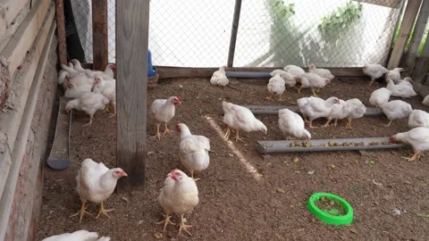 Breeding broiler chickens Stock Footage 196221344