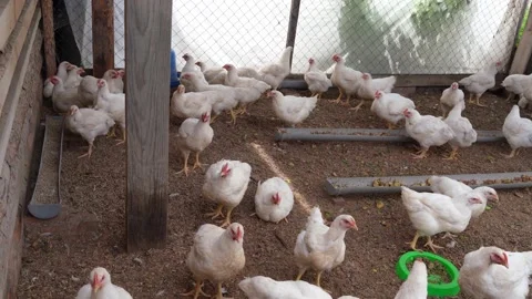 Breeding broiler chickens Stock Footage 196541904
