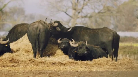 Breeding of buffaloes Stock Footage 49715970
