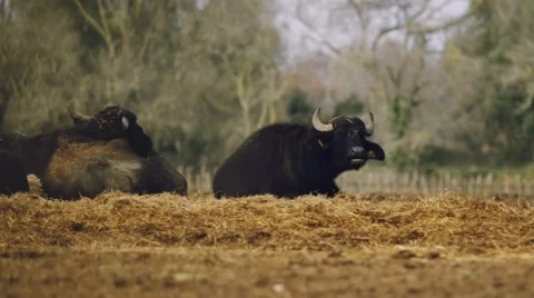 Breeding of buffaloes. Pan shot Видео 49716384