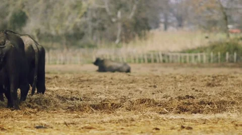 Breeding of buffaloes. Pan shot Stock Footage 49716612