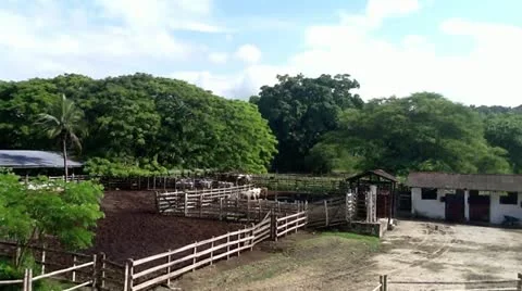 Breeding bulls Stock Footage 10838755