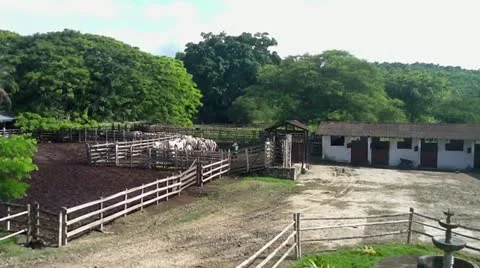 Breeding bulls Stock Footage 10838758