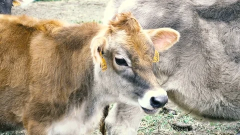 Breeding calf in a farm Video stock 70548914