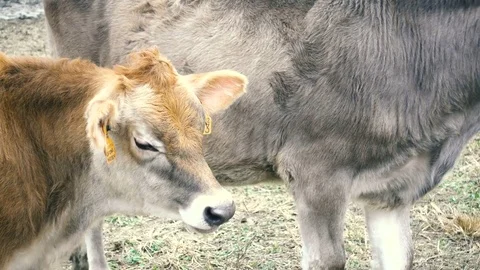 Breeding calf in a farm Stock Footage 70549257
