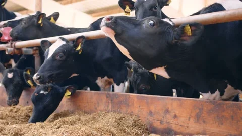 Breeding of cattle. Cows in a cowshed eating hay on a farm close up. Livestock Video stock 140207273