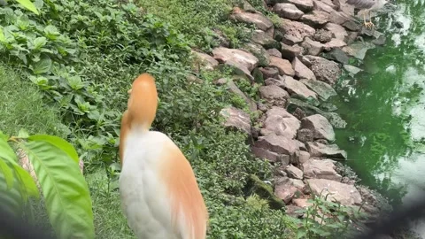 Breeding Cattle Egret Standing Beside Pond in Natural Habitat Stock Footage 337983499