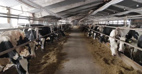 Breeding cattle on farm. Feed cattle with special food. Stock Footage 171857529