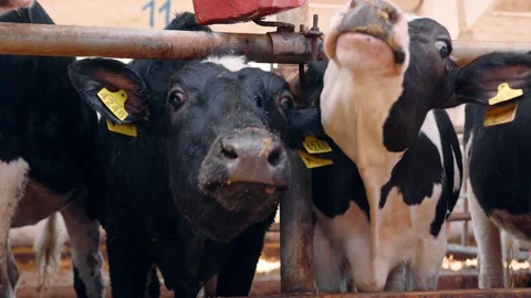 Breeding of cattle. Two black and white cows push their noses into the cell and Stock Footage 140207973