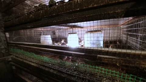 Breeding chickens in cages Stock Footage 69904470