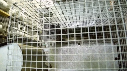 Breeding of chinchillas Stock Footage 74911064