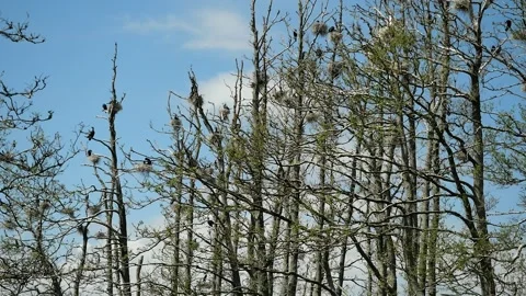 Breeding cormorants in tree colonies Stock Footage 308751296