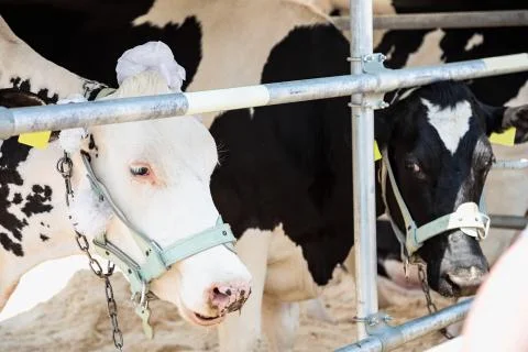 Breeding cows in the barn Foto stock