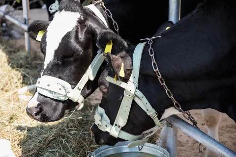 Breeding cows in the barn Stock Photos