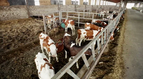 The breeding of cows. Calves eating nutritious fodder standing in the stall Vidéo 62948545