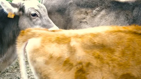 Breeding cows in a farm Stock Footage 70549941