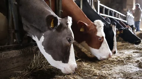 Breeding cows Stock Footage 67382114