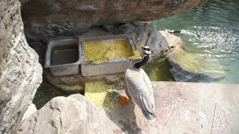 Breeding ducks bar-headed geese foraging on the shore Video stock 187459772