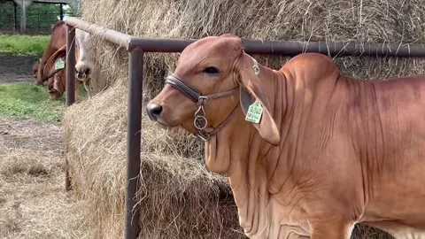 Breeding eating brahman rojo Stock Footage 296348603