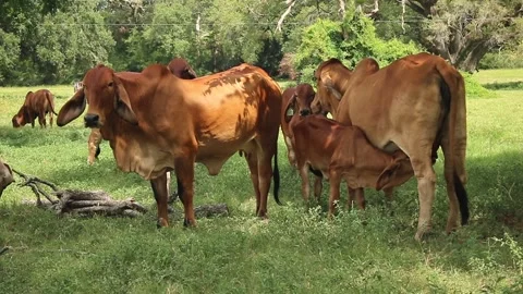 Breeding eating red brahman cattle in natural place Stock Footage 296348645