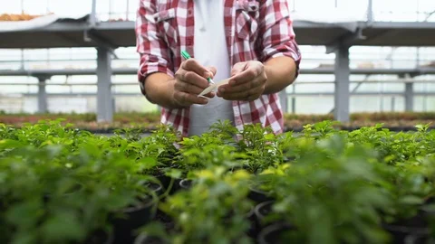 Breeding farm worker marking plants in greenhouse, growing organic vegetables Stock-Footage 118935352