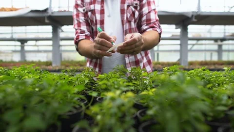 Breeding farm worker marking plants in greenhouse, growing organic vegetables Stock-Footage 118962290
