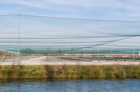 Breeding of fish farms,trout Stock Photos
