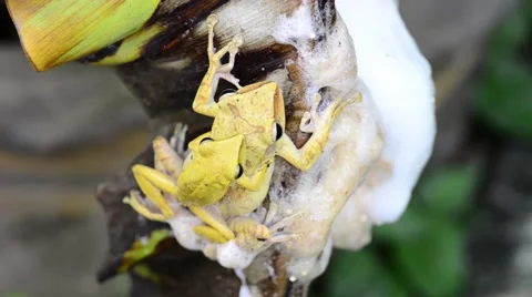 Breeding frog Stock Footage 50292520