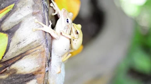 Breeding frog Stock Footage 50292537