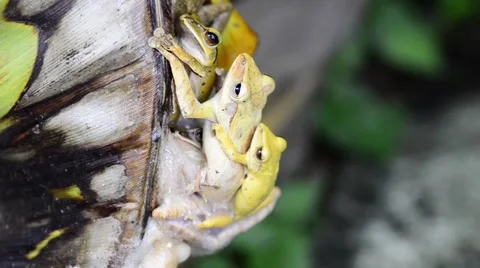 Breeding frog Stock Footage 50292539