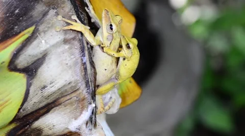 Breeding frog Stock Footage 50292600