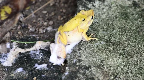 Breeding frog Stock Footage 50292631