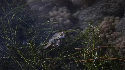 Breeding frogs Stock Photos