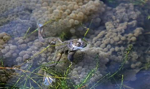 Breeding frogs Stock Photos