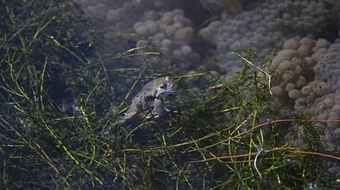 Breeding frogs Stock Photos
