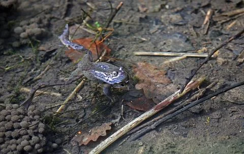 Breeding frogs Stock Photos
