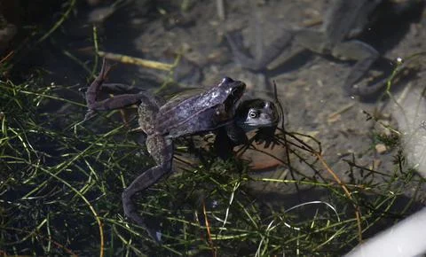 Breeding frogs Stock Photos