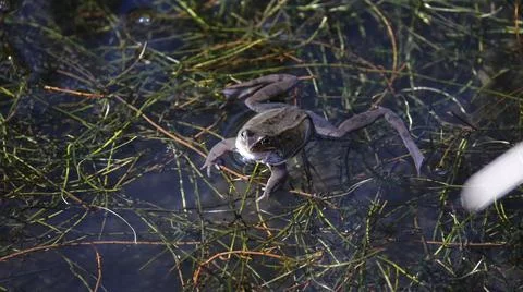 Breeding frogs Stock Photos