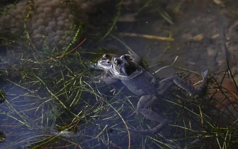 Breeding frogs Stock Photos