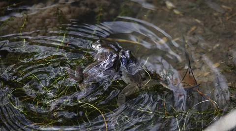 Breeding frogs Stock Photos