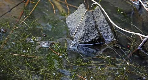 Breeding frogs Stock Photos