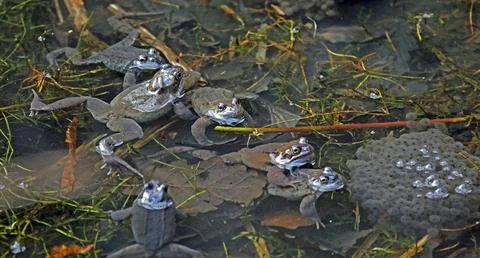 Breeding frogs Stock Photos