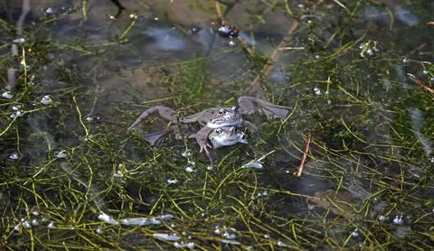 Breeding frogs Stock Photos