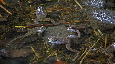 Breeding frogs Stock Photos