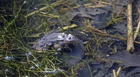 Breeding frogs Stock Photos