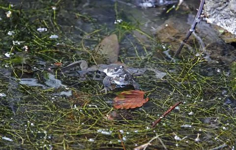Breeding frogs Stock Photos