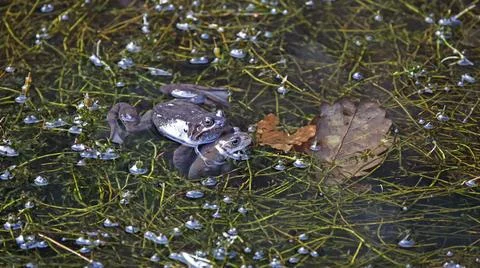 Breeding frogs Stock Photos