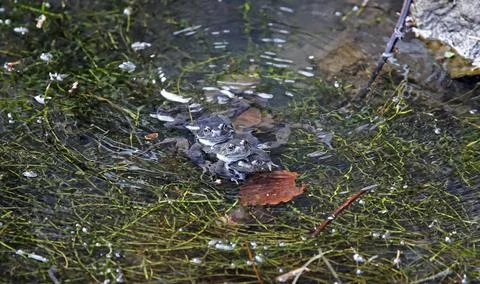 Breeding frogs Stock Photos