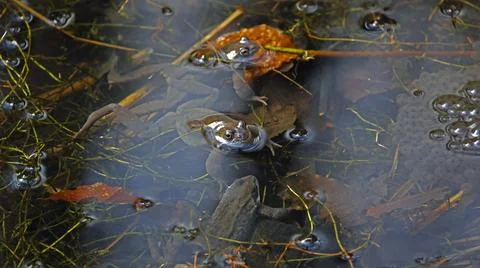 Breeding frogs Stock Photos